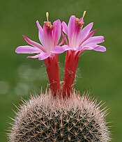 Matucana roseoalba (8913184317).jpg