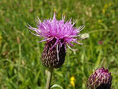 Fleur de Cirse d'Angleterre.