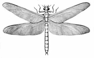 <i>Meganeura</i> genus of insects (fossil)