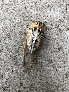 Neotibicen dealbatus Species of true bug