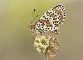 * Nomination Spotted Fritillary (Melitaea didyma). Giresun, Turkey. --Zcebeci 09:46, 25 July 2017 (UTC) * Promotion Good quality. --Berthold Werner 11:37, 25 July 2017 (UTC)
