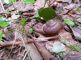 Mesodon snail in North Carolina, USA Mesodon.jpg