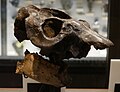 Skull of Mesotherium cristatum