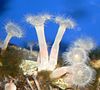 A group of the frilled anemone (Metridium senile)