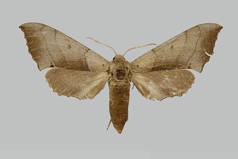 File:Microclanis erlangeri JH194 female up edi.jpg