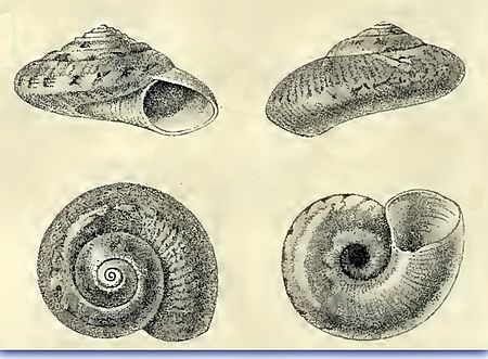 Microgaza fulgens