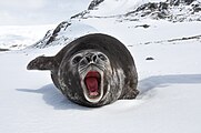 An elephant seal. (sense 1)