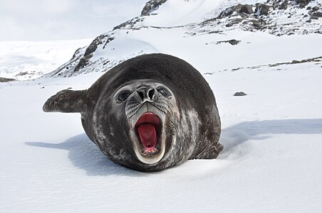 Southern elephant seal, by Serge Ouachée