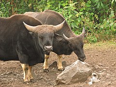 Gayals (Bos frontalis) dans l'Arunachal Pradesh, en Inde.