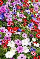 Anemone coronaria cultivées, Japon.