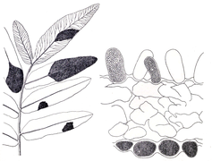 Basidiomycota: Évolution de la classification, Cycle de développement, Basidiomycètes comme mycobiontes lichéniques