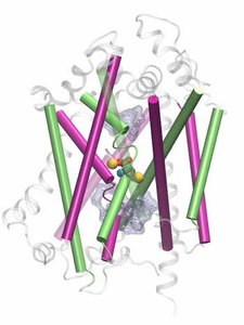 Fișier: Modelare-și-dinamica-stării-de-orientare-spre-interior-a-Na + Cl −- Dependent-Neurotransmitter-Transporter-pcbi.1000905.s006.ogv