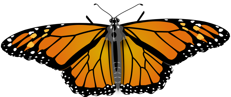 File:Monarch Butterfly.svg