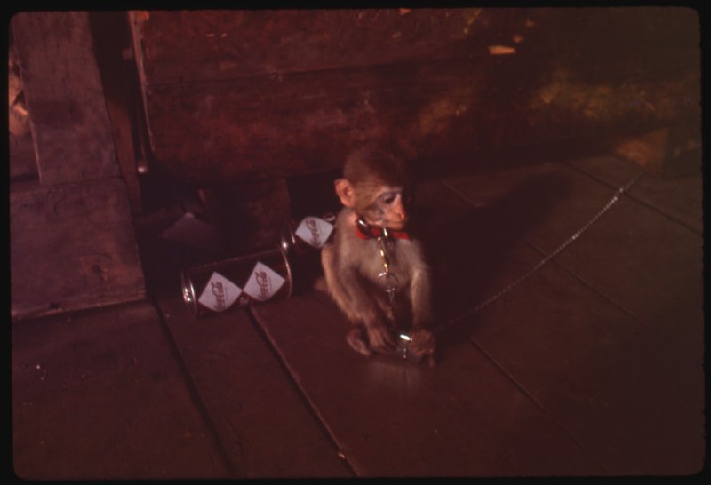 File:Monkey, Air Wing Pet, 1966 (49715656513).jpg