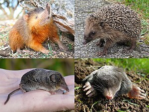 Collage of a solenodon, hedgehog, mole, and shrew