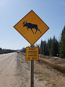 Moose Wikipedia
