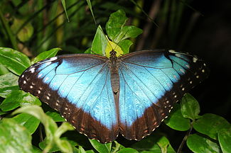 Morpho peleides