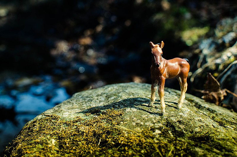 File:Mossy Foal (32203941).jpeg