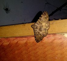 Moth sp. Бакамуна қаласында, Шри-Ланка - 3.jpg