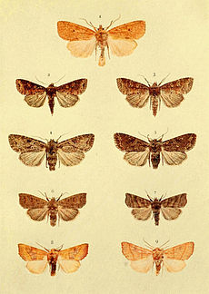 Ipimorpha subtusa and other Noctuidae Moths of the British Isles Series2 Plate004.jpg