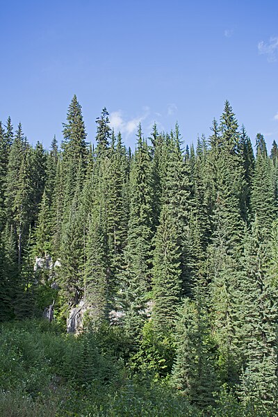 File:Mount Revelstoke NP trees on slopes.jpg