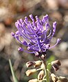 Muscari comosum