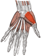 Musculus abductor pollicis brevis.png