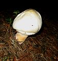Mushroom - Flickr - anantal (2).jpg