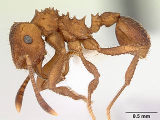 <i>Mycocepurus</i> Genus of ants