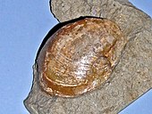 Fossilized shell of the Devonian-modern marine bivalve Modiolus, or horsemussel Mytilidae - Modiolus species.JPG