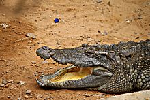 Crocodile Nandankanan Wildlife - 14.jpg