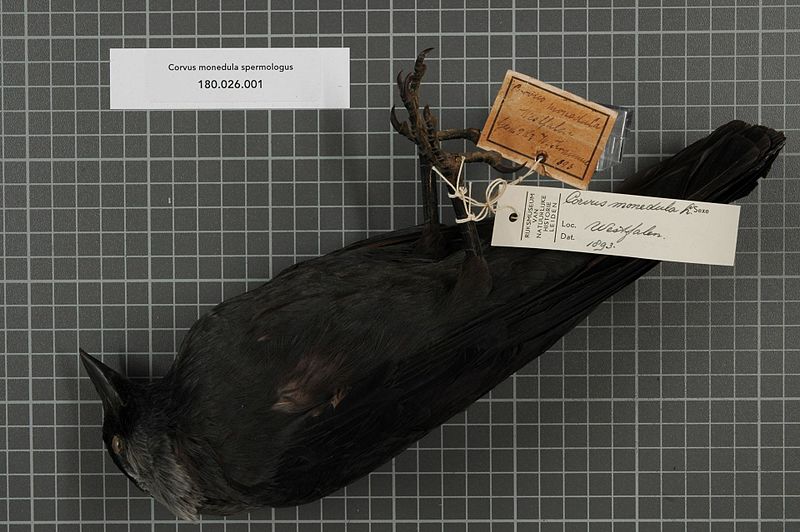 File:Naturalis Biodiversity Center - RMNH.AVES.25711 1 - Corvus monedula spermologus Vieillot, 1817 - Corvidae - bird skin specimen.jpeg