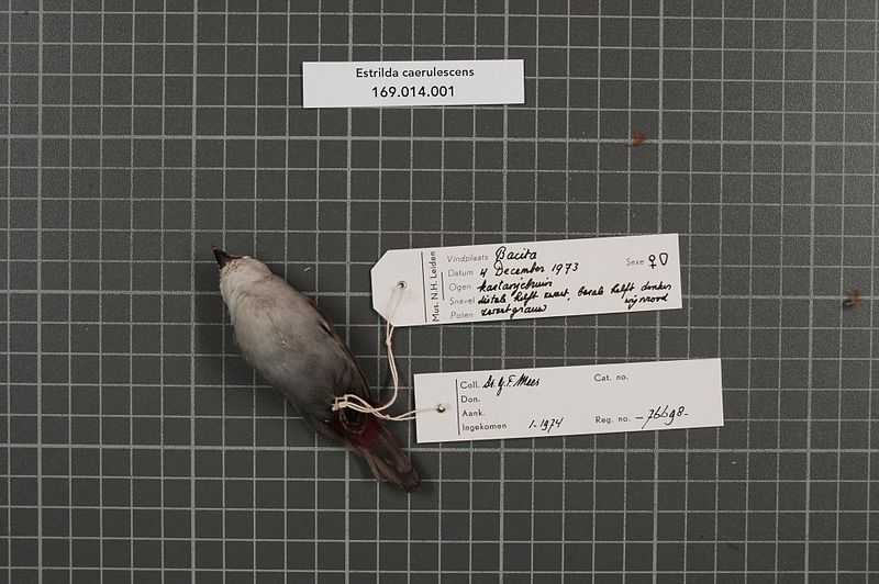 File:Naturalis Biodiversity Center - RMNH.AVES.76698 2 - Estrilda caerulescens (Vieillot, 1817) - Estrildidae - bird skin specimen.jpeg