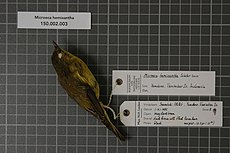 Naturalis Biodiversity Center - RMNH.AVES.84382 1 - Microeca hemixantha Sclater, 1883 - Eopsaltriidae - specimen de piele de pasăre.jpeg