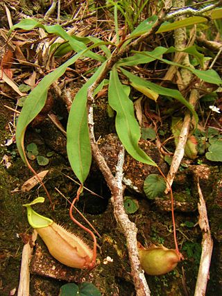 <i>Nepenthes chang</i> Species of pitcher plant from Thailand