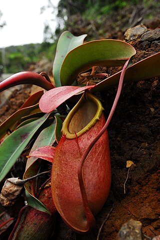 <i>Nepenthes merrilliana</i> Tropical pitcher plant endemic to the Philippines