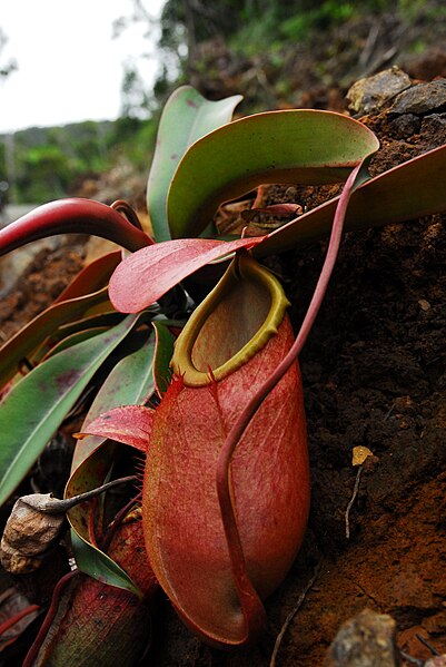 File:Nepenthes merrilliana lower pitcher.jpg