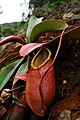 Nepenthes merrilliana lower pitcher.jpg