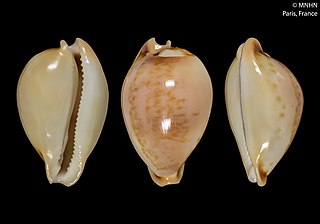 <i>Nesiocypraea teramachii</i> Species of gastropod