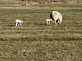 New Born Lambs, Hooe Level - geograph.org.uk - 1746489.jpg