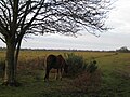 New Forest Pony