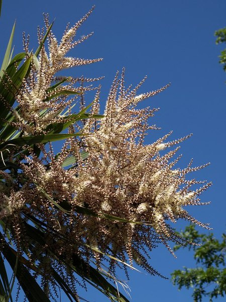 File:New Zealand Cabbage Tree, Torquay seafront - geograph.org.uk - 822874.jpg