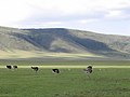 Struisvogels in de Ngorongoro-krater
