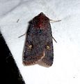 Noctuidae. Rustic - Flickr - gailhampshire.jpg