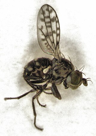 <i>Nostima duoseta</i> Species of fly