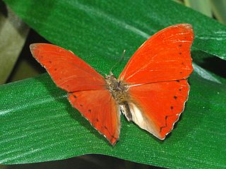 <i>Cymothoe aramis</i> Species of butterfly