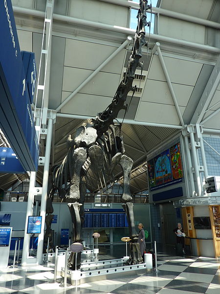 File:ORD Brachiosaurus altithorax P1000282.jpg