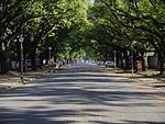 This oak avenue was planted in about 1910 and lends to the streets along which it is situated both dignity and aesthetic character. Type of site: Avenue, Tree. This oak avenue was planted in about 1910 and lends to the streets along which it is situated both dignity and aesthetic character.
