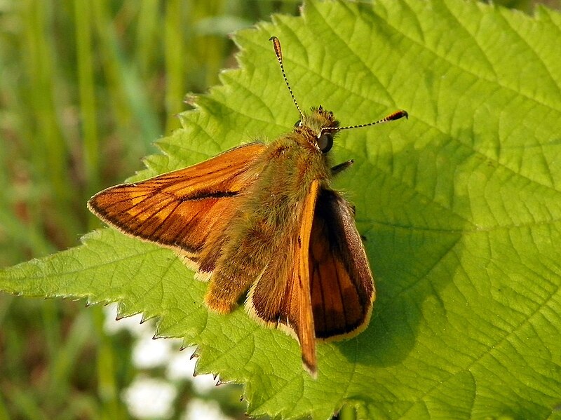 File:Ochlodes sylvanus ♂ (5799675038).jpg