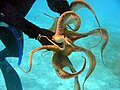 Octopus ornatus nelle isole Hawaii.